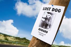 Cara Mudah Menemukan Anjing yang Hilang